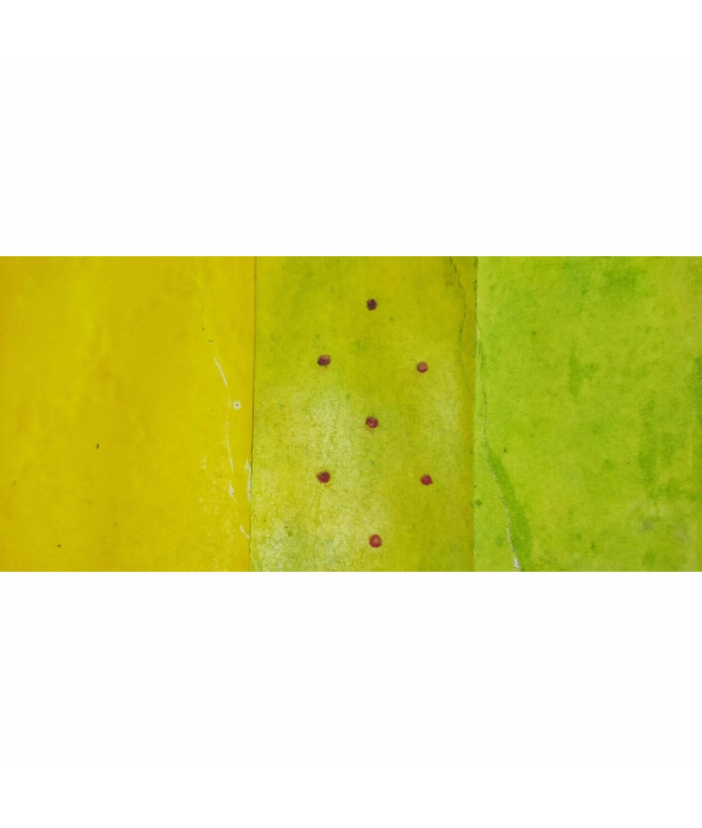 Brain colour: Green/Yellow/Green-Yellow/Red